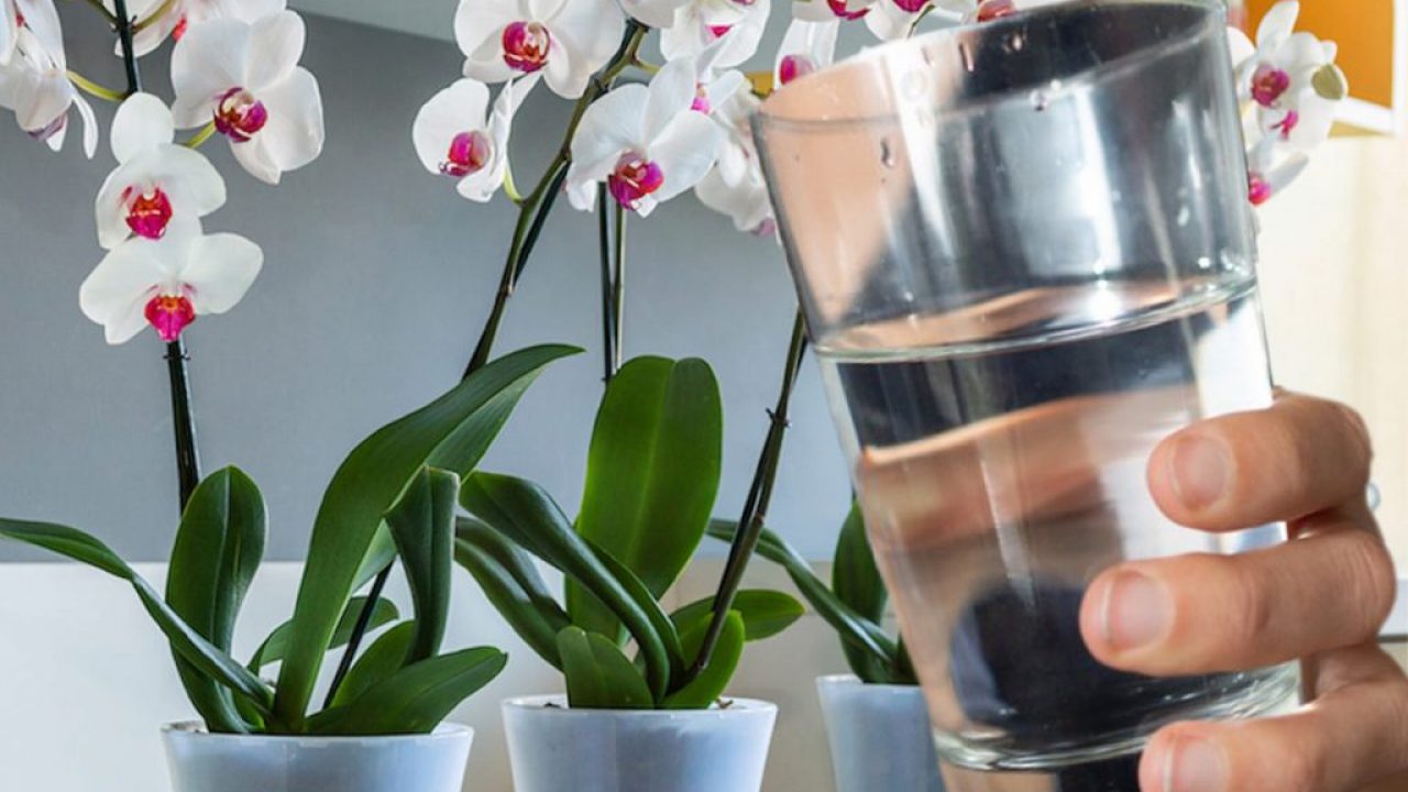 Cum se îngrijesc orhideele