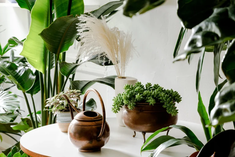 Ce flori aduc ghinion în casă. Scapă de ele imediat