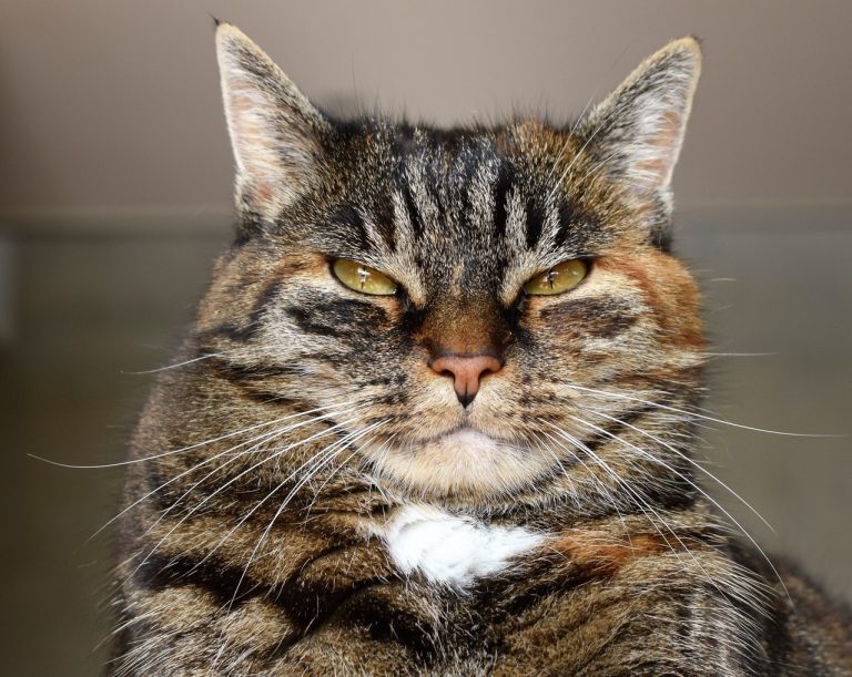 Ce vor să transmită de fapt pisicile când miaună. Gesturile pe care vor să le înţelegi