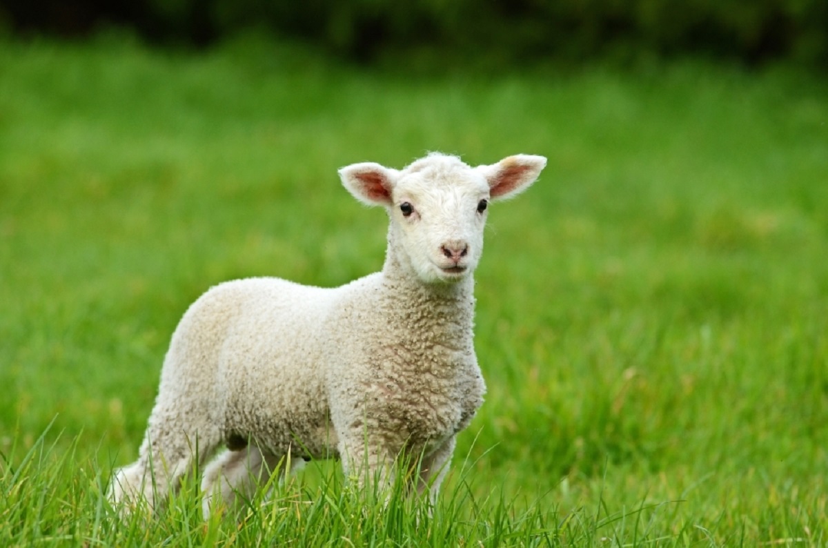 Câte kilograme trebuie să aibă mielul de Paşte