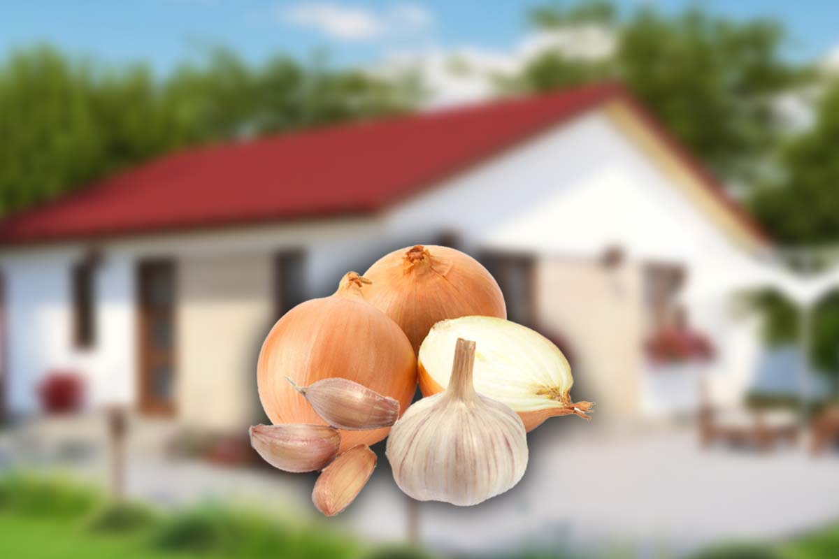 Ce se întâmplă dacă pui ceapă și usturoi pe lângă casă