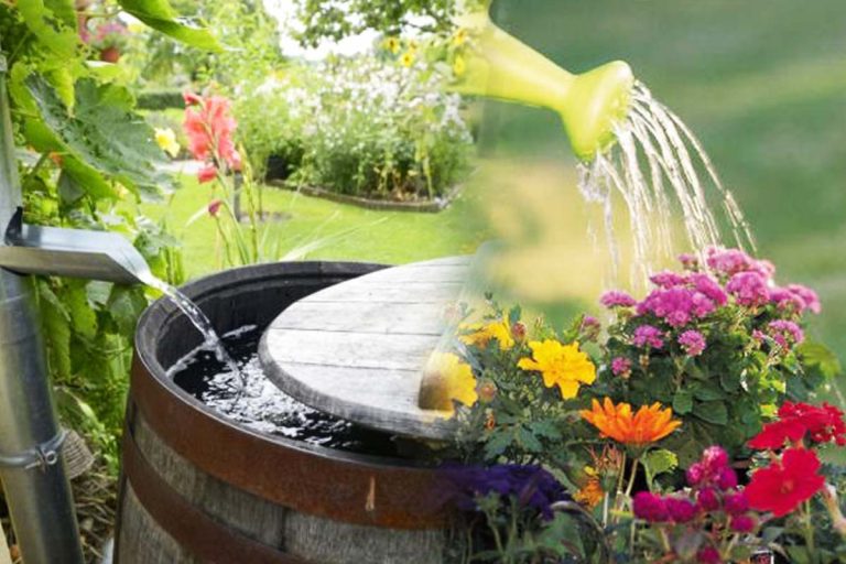 Motivul pentru care ar trebui să uzi plantele cu apă de ploaie. Ce efect surprinzător are asupra lor