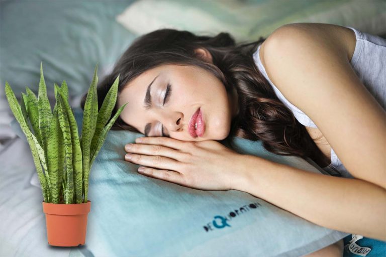 Planta care te ajută să dormi mai bine. Este bine să o ai în dormitorul tău