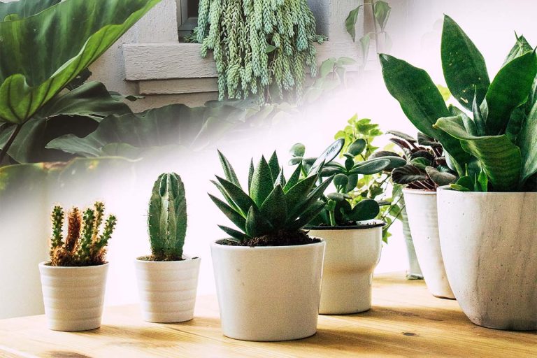 Planta care curăță aerul din casă. Te scapă de praf și mirosurile neplăcute