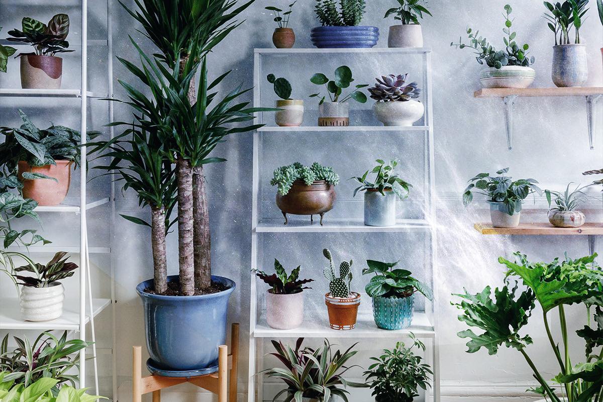 Plante care fac racoare in casa