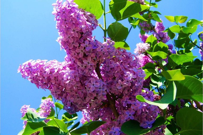Semnificația secretă a liliacului. De ce este bine să îl ții în casă