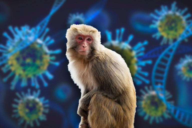 Variola maimuțelor, noua boală care sperie Europa. Explozie de cazuri în Spania si Marea Britanie