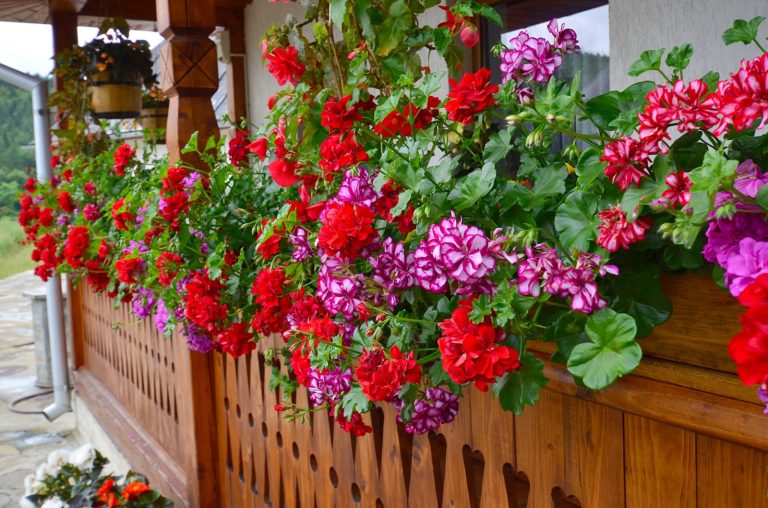 Amestecul cu care trebuie să uzi plantele ca să înflorească în două zile. Cel mai tare truc al grădinarilor