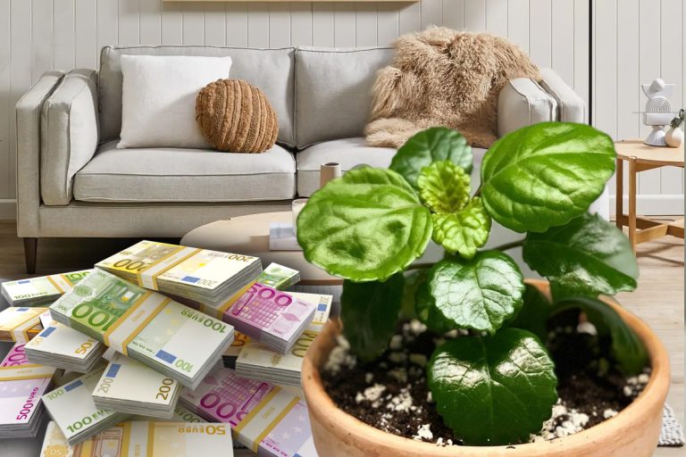 Planta milionarilor. Unde trebuie să o pui în casă ca să atragă norocul și bunăstarea