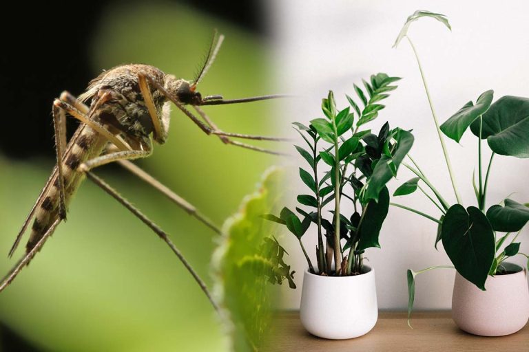 Condimentul care te scapă definitiv de țânțari. Ce trebuie să pui în ghivecele plantelor