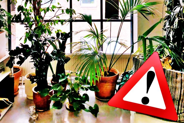 7 plante care aduc ghinion în casă. Ce flori să nu ții niciodată în locuința ta