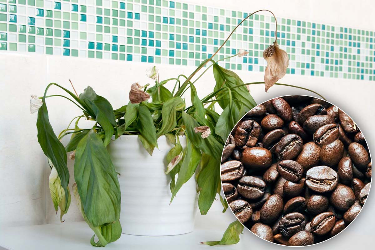 Amestecul puternic cu cafea