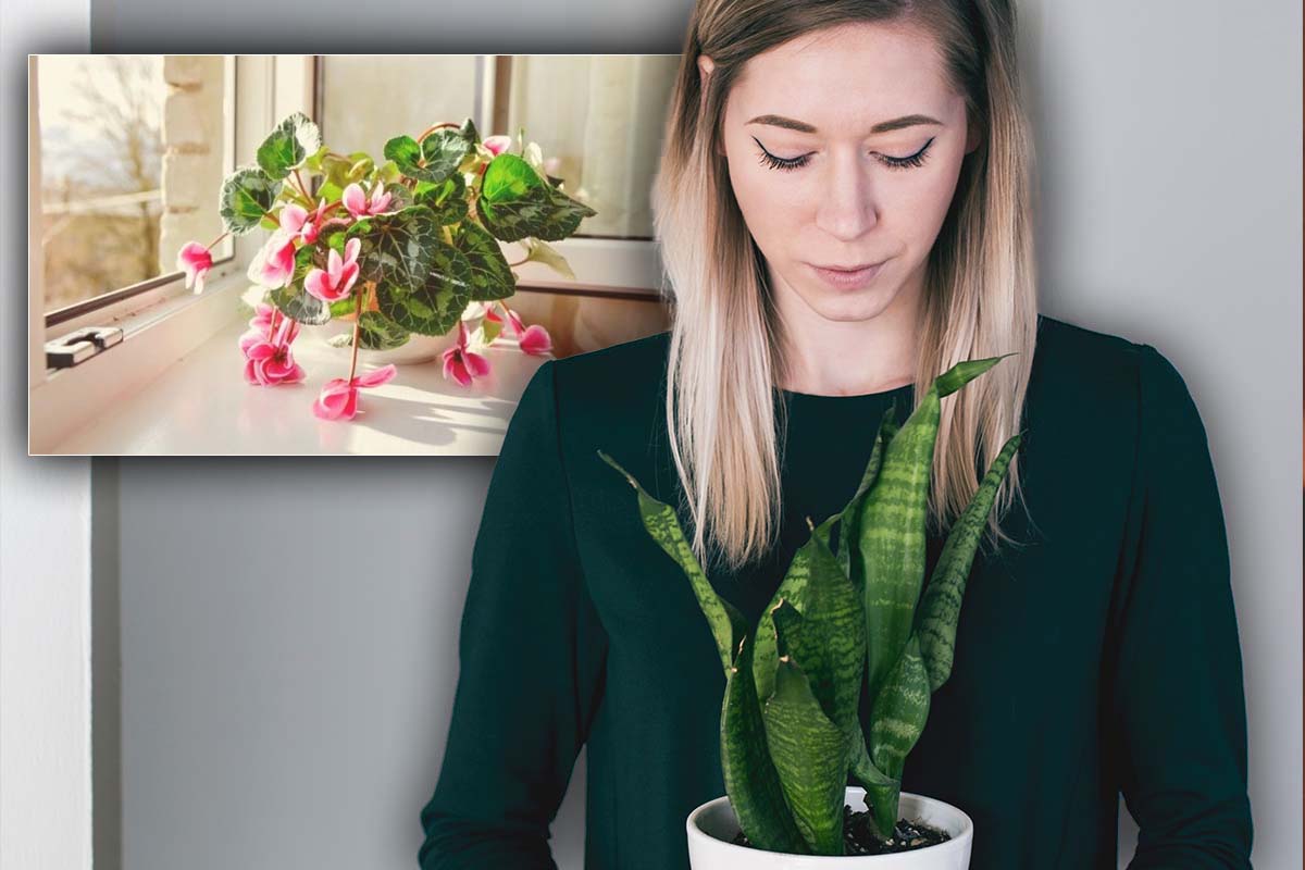 De ce ți se ofilesc plantele