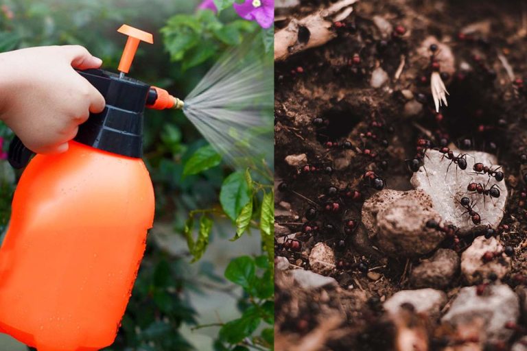Amestecul puternic care elimină definitiv furnicile. Cu ce trebuie să pulverizezi în grădină, de fapt