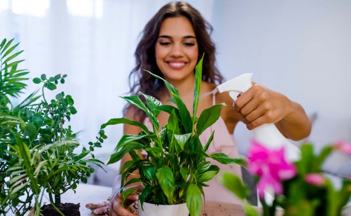 Plante care aduc dragostea și armonia în casă