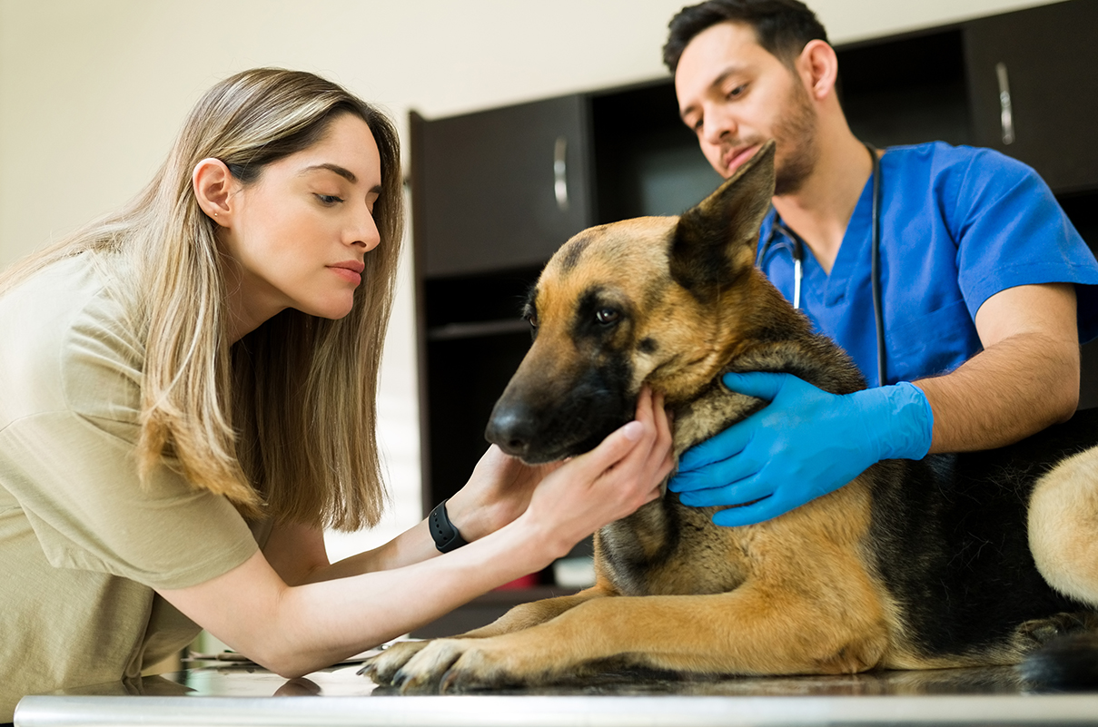 Ce e bine să faci când câinele tău este înțepat de o albină