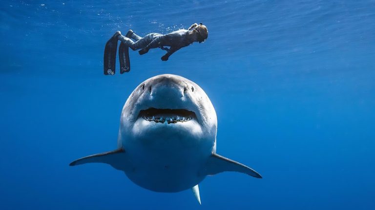 Cine este românca atacată de rechin în Egipt. Era pasionată de călătorii și sporturi nautice