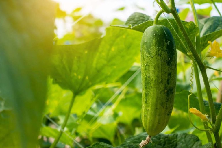 Unde se depozitează corect castraveții. Metoda simplă pentru a-i păstra proaspeți pentru mai mult timp