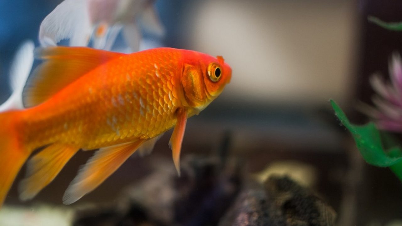 Ce înseamnă când visezi pești