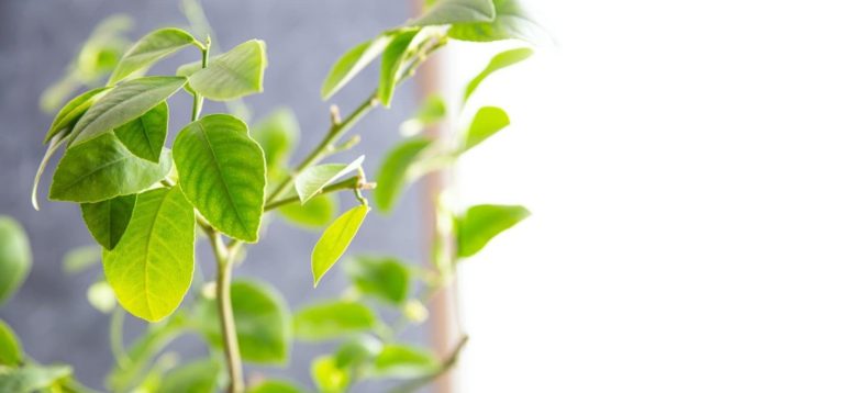 Planta pe care orice român trebuie să o aibă la intrarea în casă. Va atrage norocul și prosperitatea