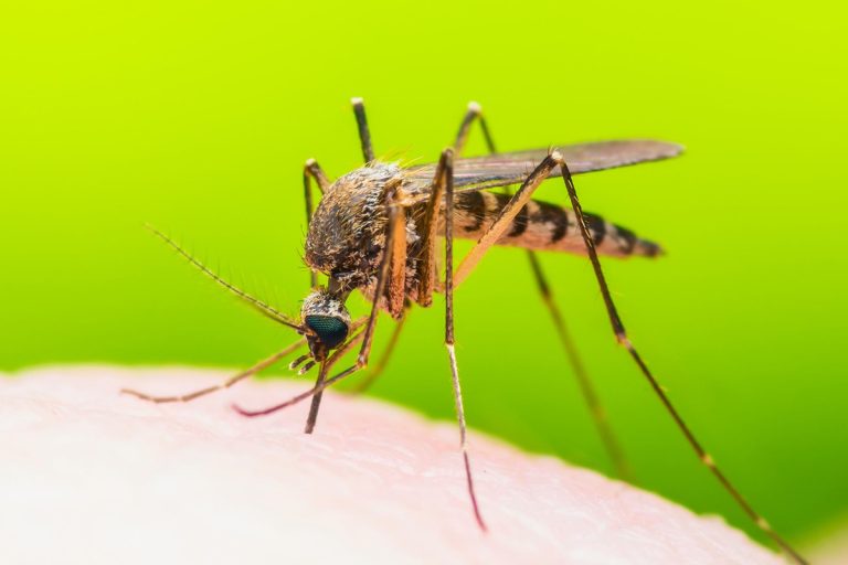 Ingredientul banal care te scapă de ciupiturile țânțarilor. Trucul simplu și eficient