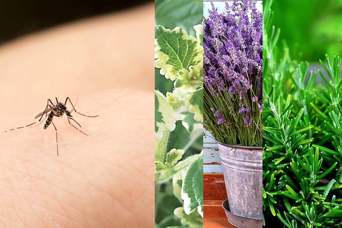 Planta care ține la distanță insectele