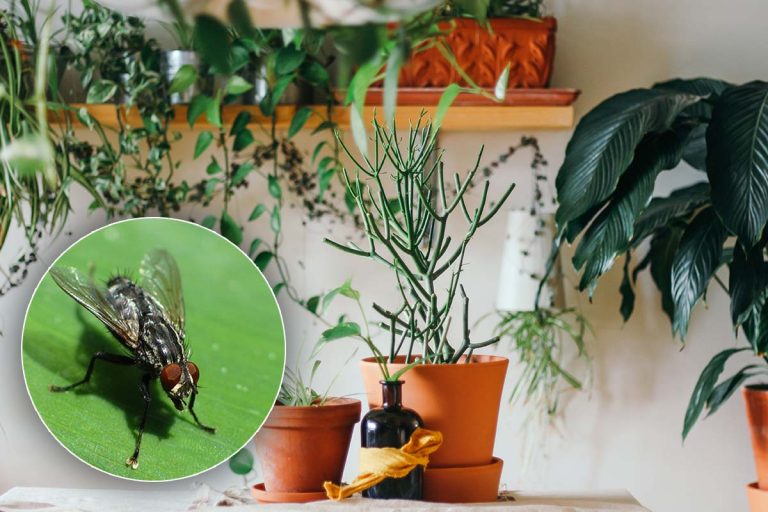 7 plante care țin muștele la distanță. Este bine să le ai în casa ta