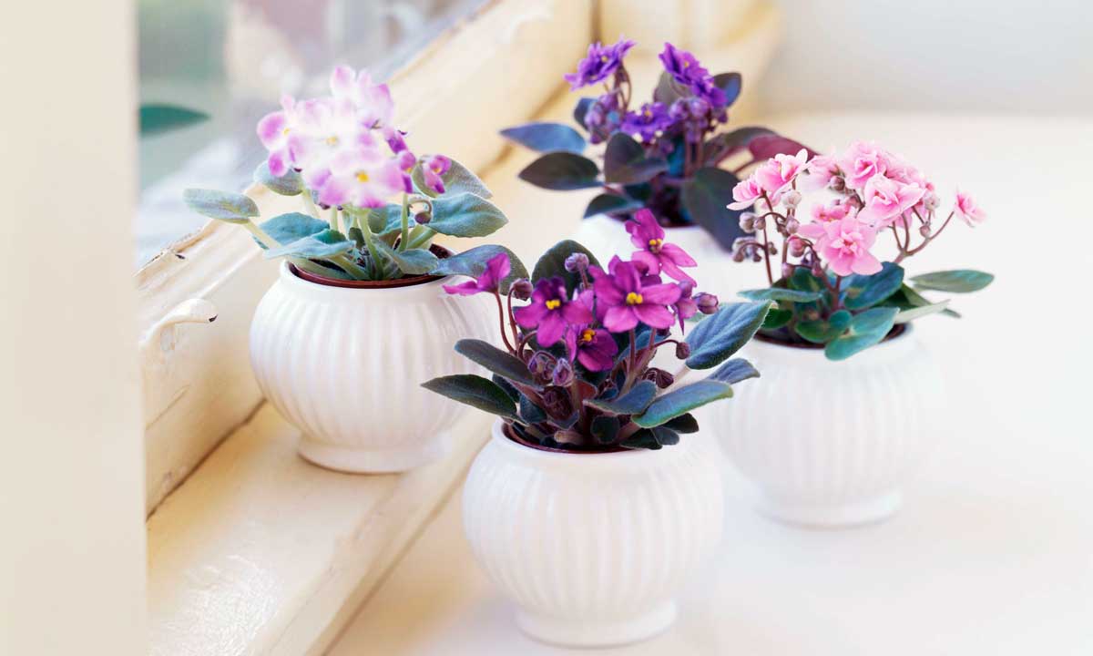 5 plante de apartament care înfloresc tot timpul anul