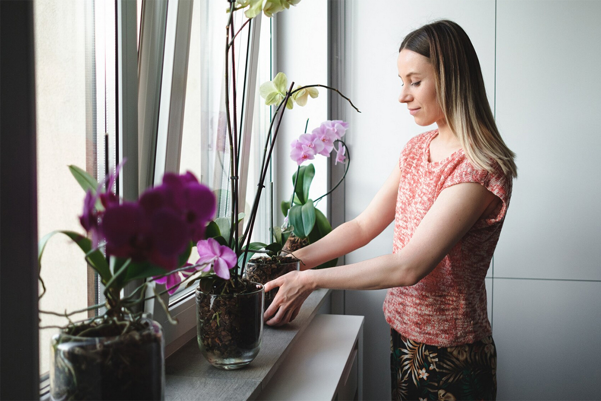 Plante care atrag dragostea și bunăstarea în casă