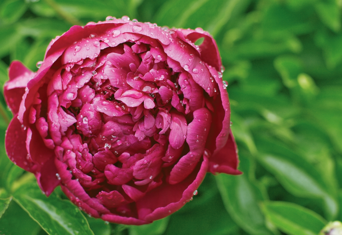 Ce semnificație are bujorul