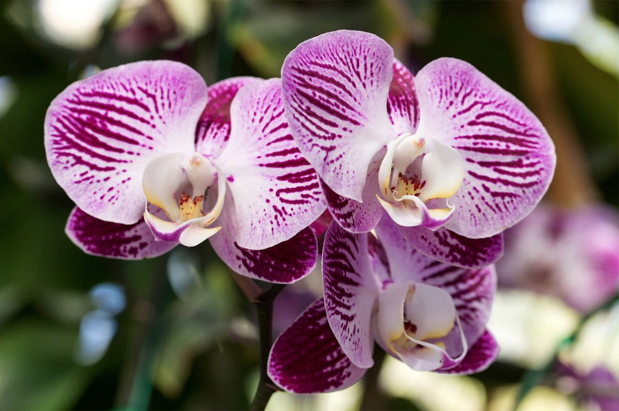 Trucul banal care îți salvează orhideele ofilite