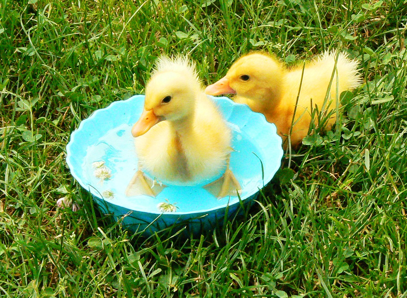 De unde provine expresia „toamna se numără bobocii”