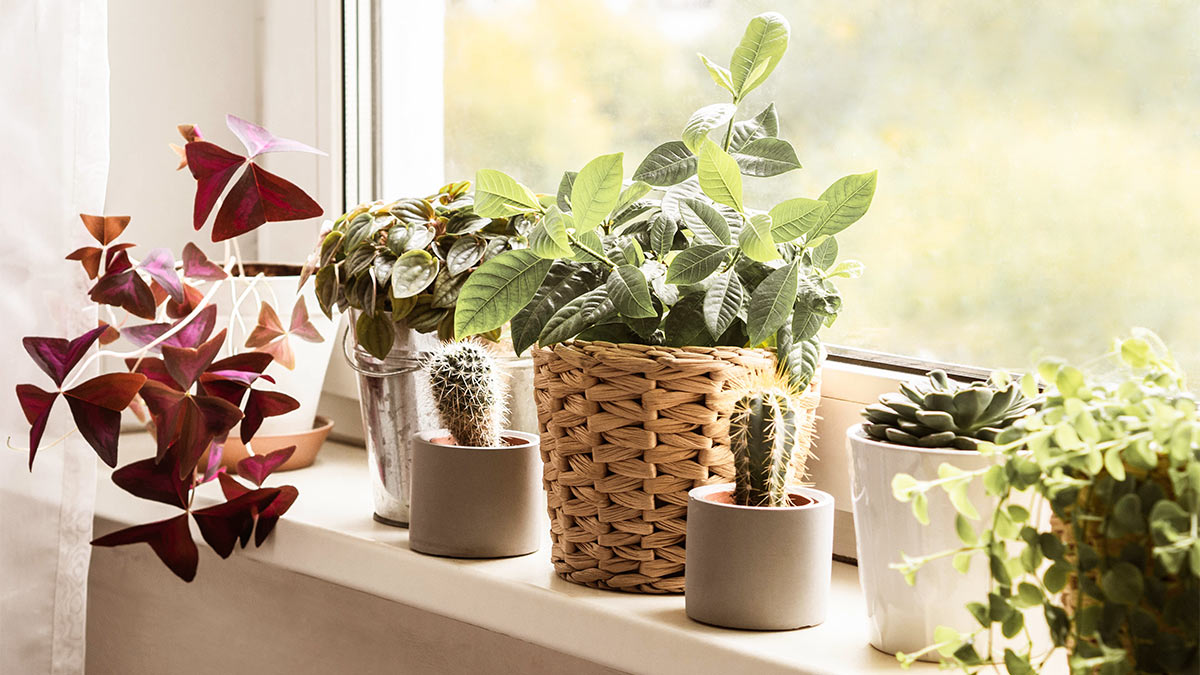 Ce trebuie să faci cu toate florile din casă în luna octombrie