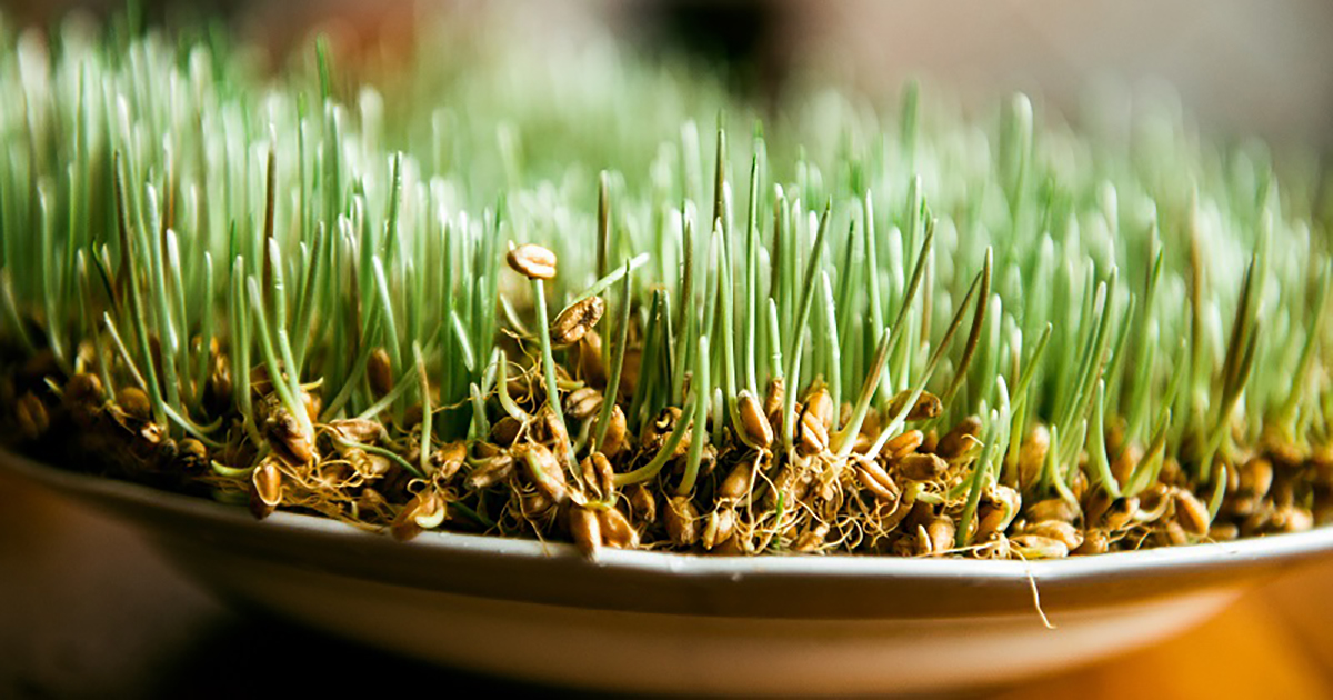 Când se pune grâu la încolțit de Sfântul Andrei 2023