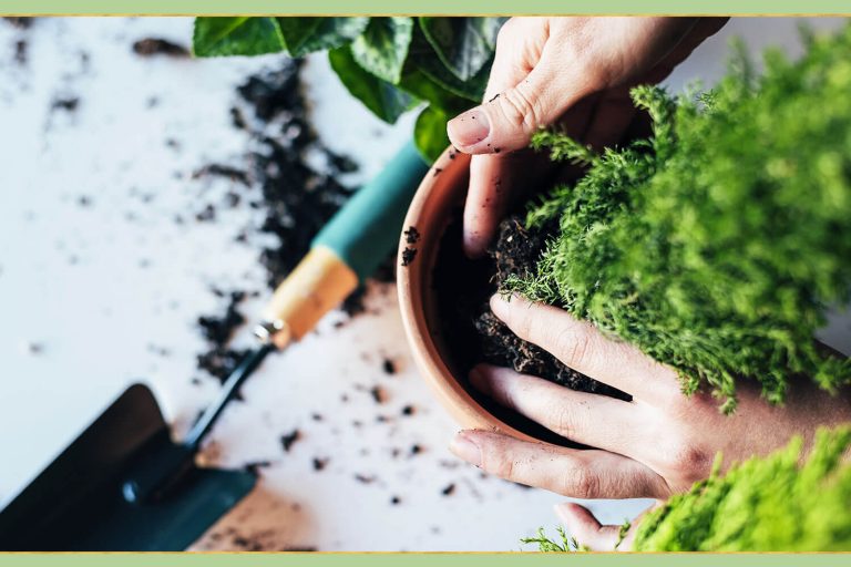 Condimentul pe care să-l pui în ghivecele de flori. Acest truc banal îți salvează plantele de apartament