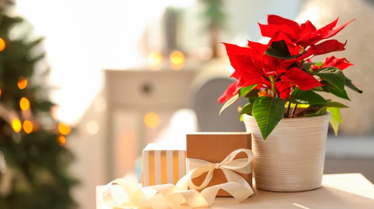 Cum trebuie să uzi Crăciunița ca să nu se ofilească. Așa se îngrijește, de fapt, corect