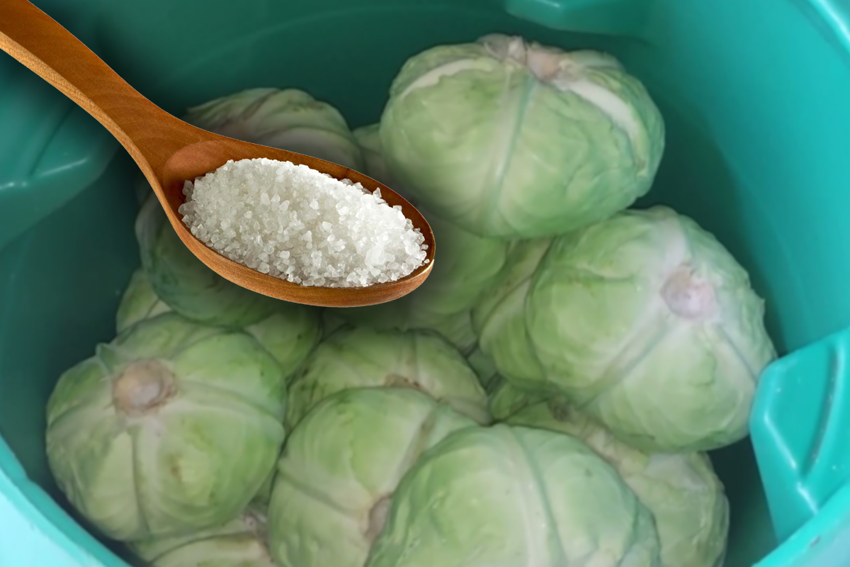 Ingredientul secret care pastrează zeama de la varza murata delicioasa si limpede