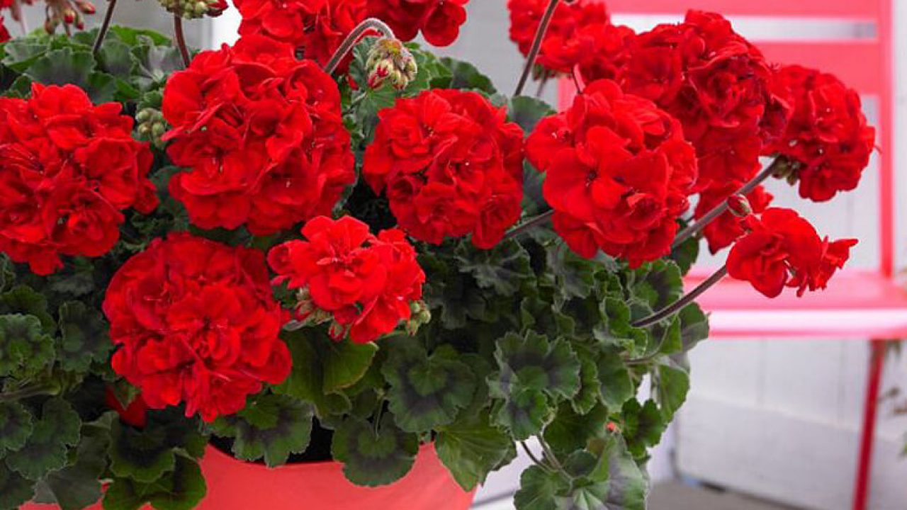 Cum se îngrijesc mușcatele iarna