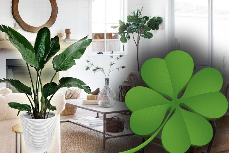 4 plante care aduc noroc în casă. Atrag abundența și succesul, conform Feng Shui