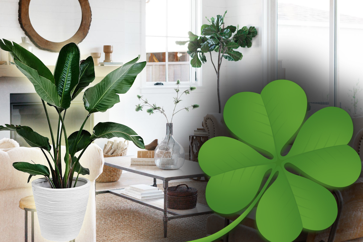 plante care atrag abundenta in viata ta