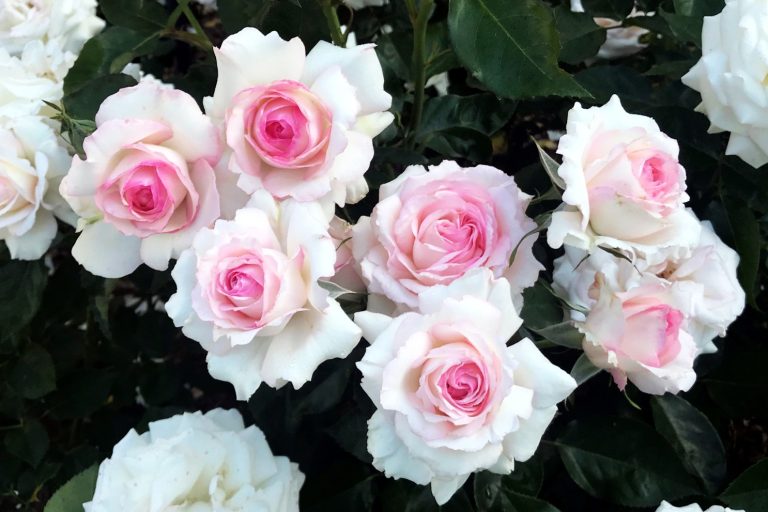 Când se plantează trandafirii. Tot ce trebuie să știi pentru a avea o grădină spectaculoasă