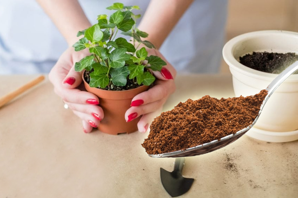 Cum se îngrijesc florile de apartament iarna