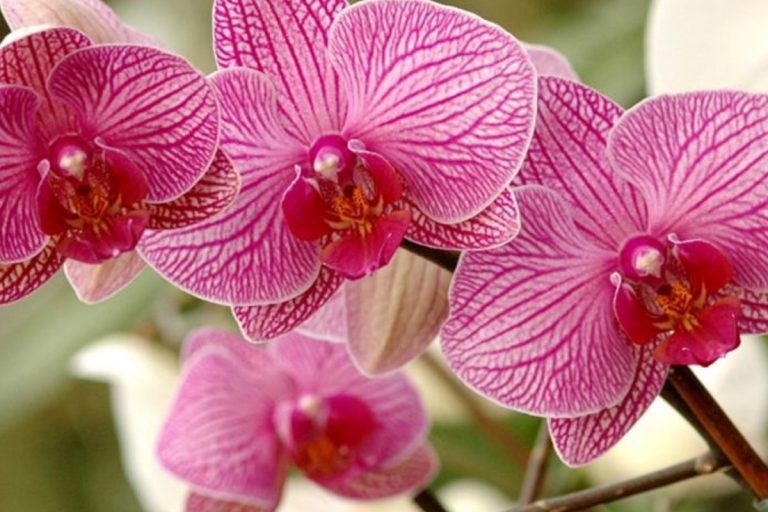 Ingredientul pe care să-l adaugi în apa cu care uzi orhideea. Va înflori tot anul, trucul pe care trebuie să-l afli imediat