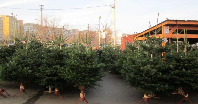 Motivul pentru care ar trebui să miroși întotdeauna bradul de Crăciun înainte de a-l cumpăra. Sfatul prețios oferit de specialiști de la Romsilva