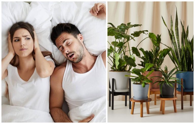 Planta care te scapă de sforăit. Trebuie să o ai mereu în dormitorul tău