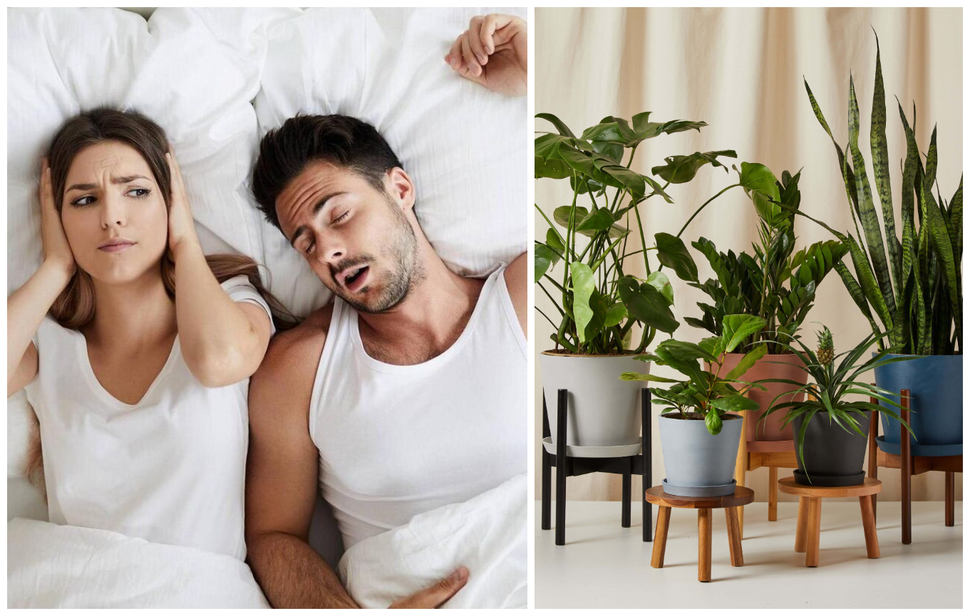 Planta care te scapă de sforăit