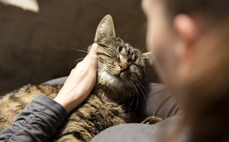 Câte cuvinte înțeleg pisicile și care sunt acestea. Detalii uimitoare dezvăluite de oamenii de știință