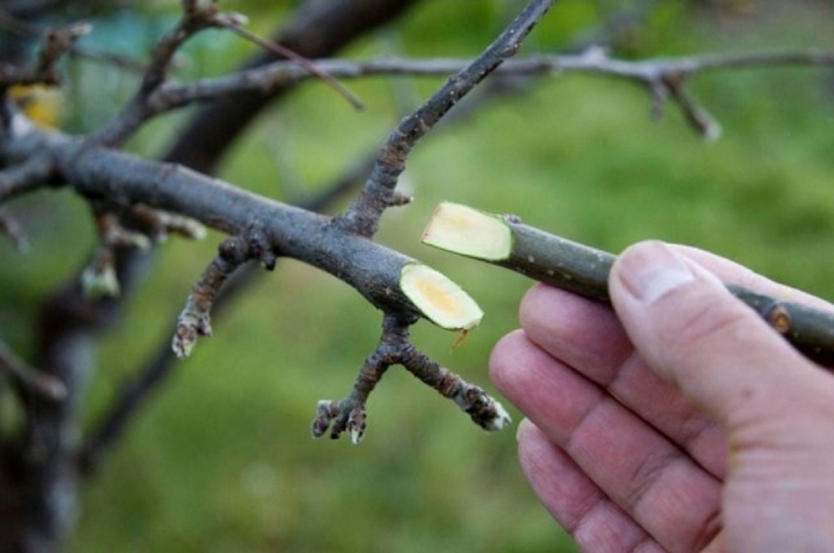 Când se altoiesc pomii fructiferi, de fapt