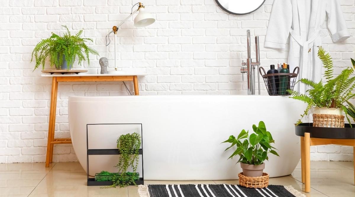 Planta pe care toți oamenii bogați o țin mereu în baie