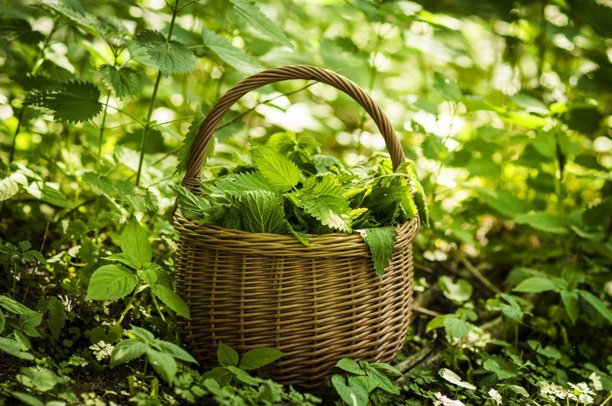 cum se curăță urzicile